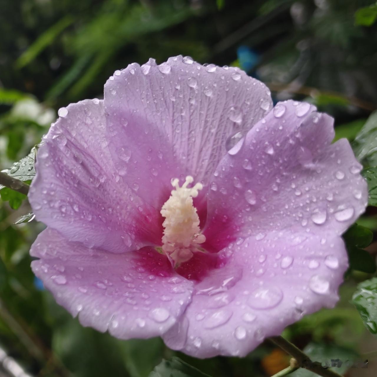 我的夏日mini植物园：木槿花 昙花 红花盈  蓝花楹  合欢花🌸🌲