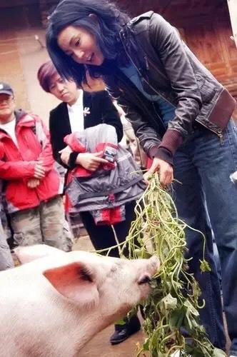 在网上我二姐被骗得一愣一愣的，二十头大肥猪八元没卖，现在卖个倒撅，以六块八毛钱一