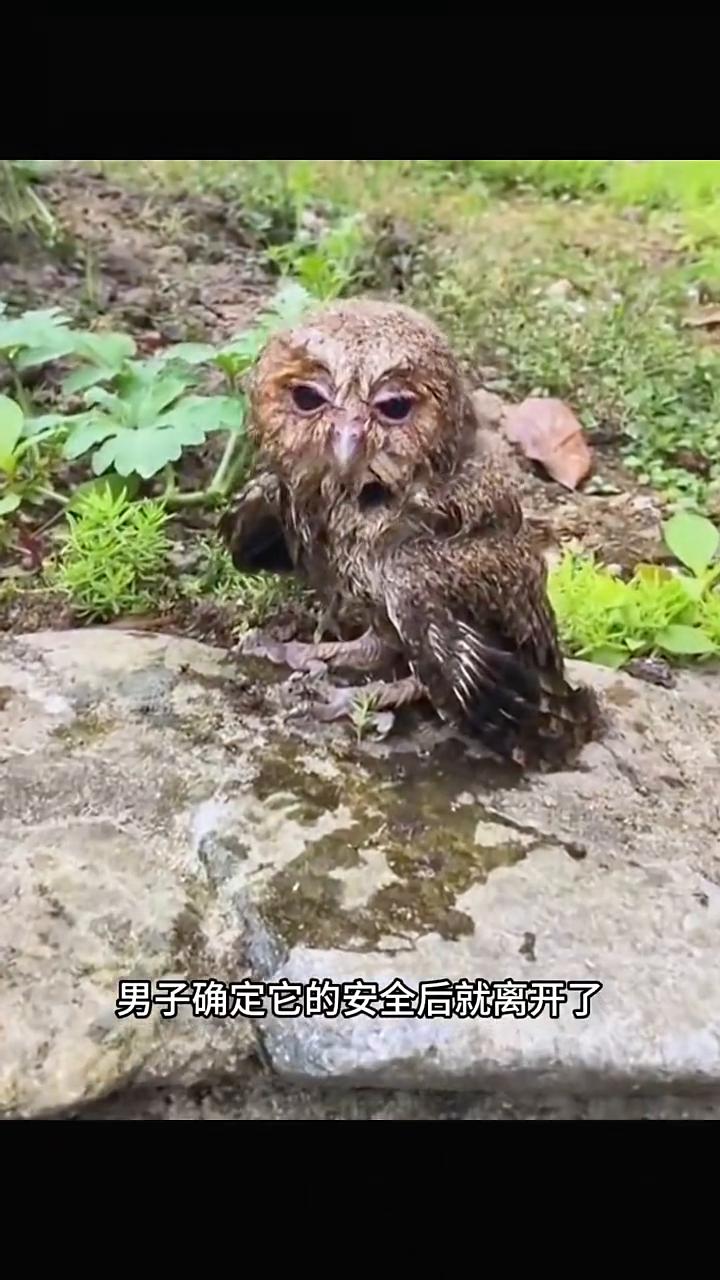 一只傻鸟为了避雨藏在下水道，等雨停后却飞不走了。眼看湍急的河水即将淹没它的身体，