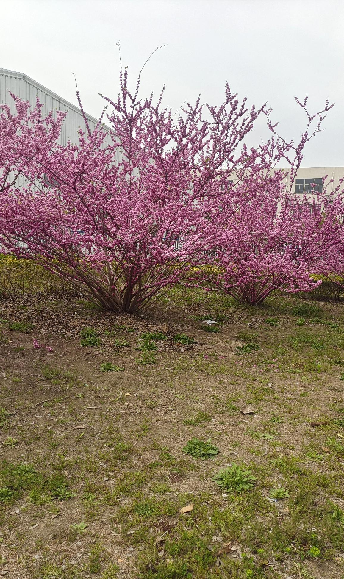 上联：冬去山明水秀，下联：请你来春来草绿花红