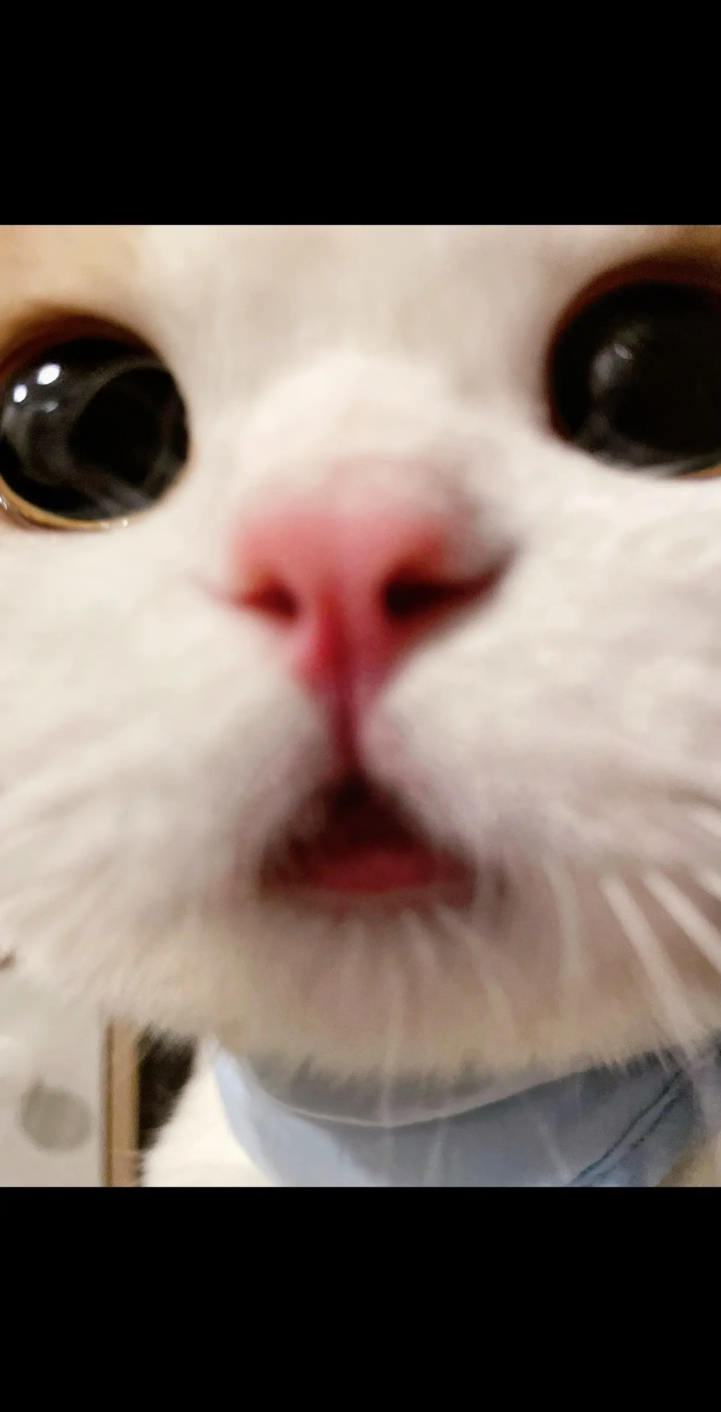 宝宝你是一头小猪🐷，我要一口把你吃掉！！