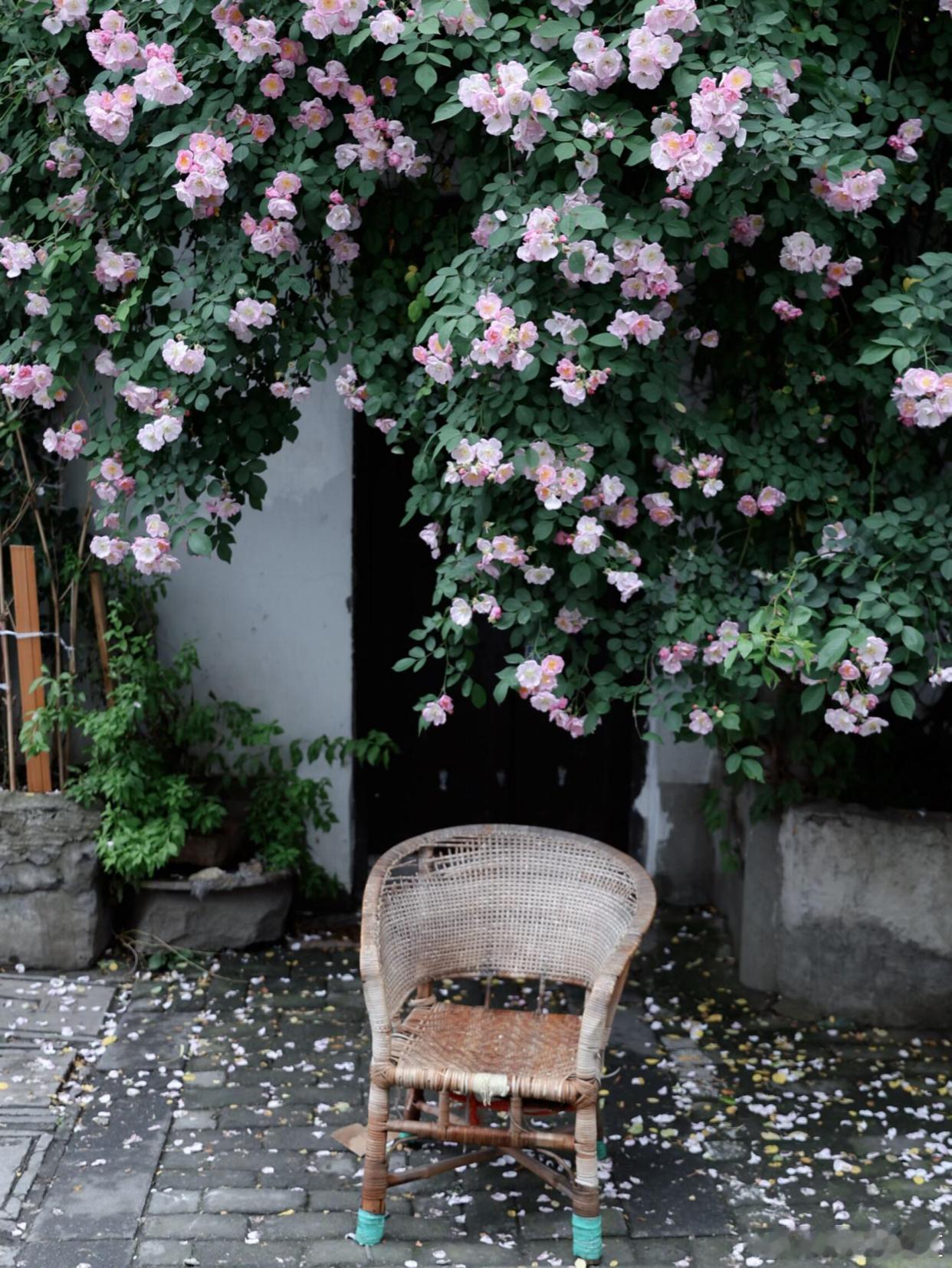 暮春落花随风，云卷云舒，人间清宁诗意～ 