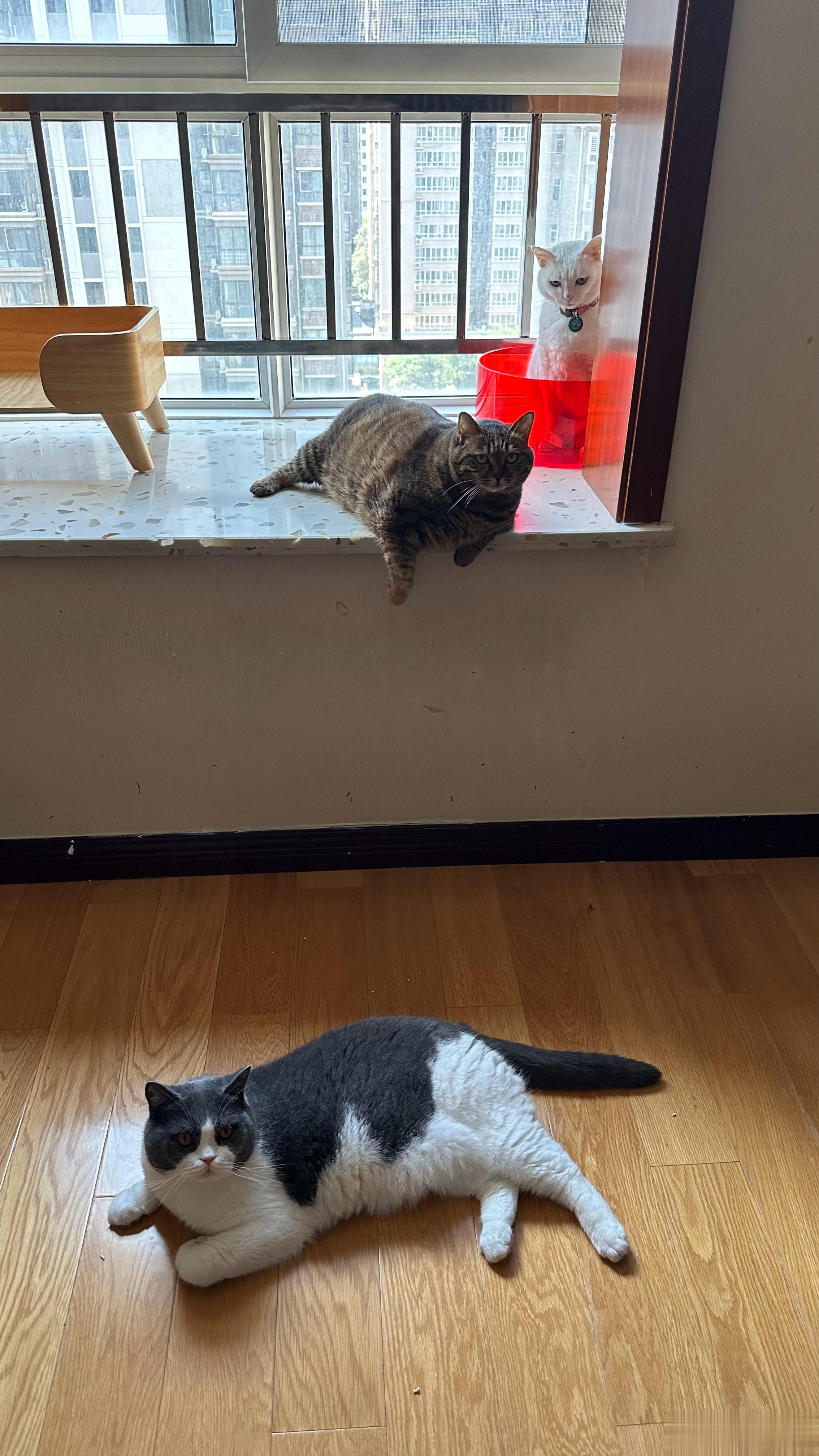 #糖妞家的日常[超话]##今日份逆子# 短短几天时间，月饼凭借自己的努力，把大家