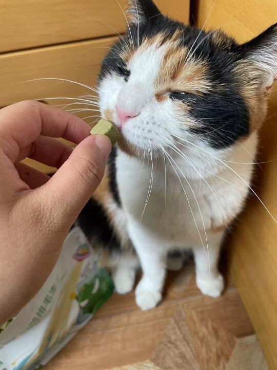 🐱：谁我看看谁还没吃过它们的排毛冻干