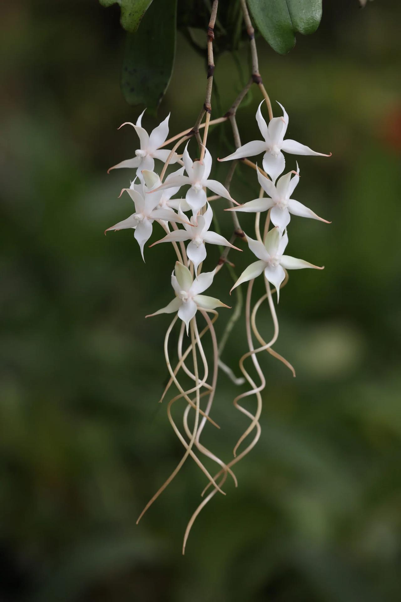 Aerangis splendida 是兰科指甲兰属的一种兰花，中文名为亮丽指甲