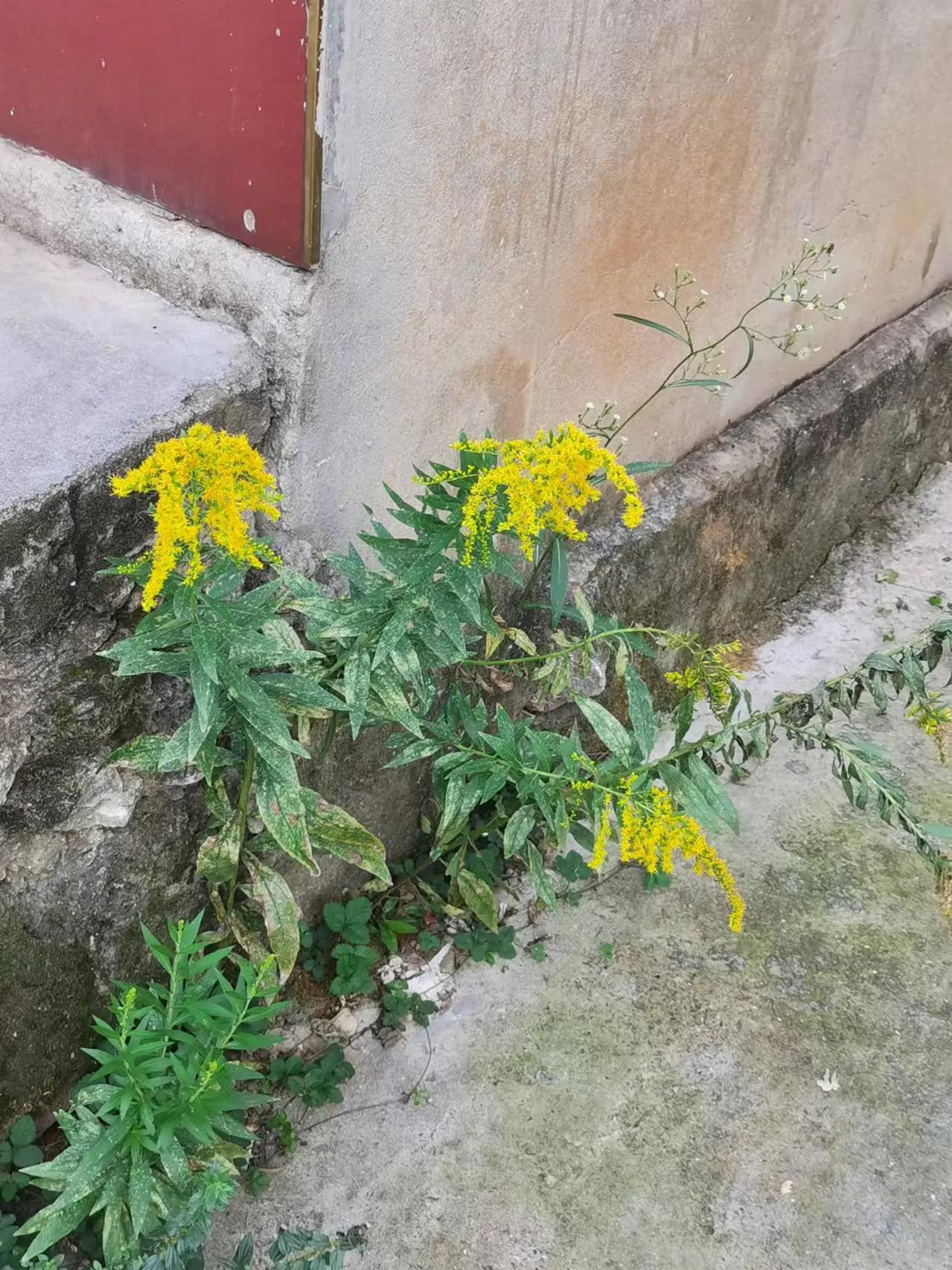 这是不是加拿大一枝黄花？
我们这好多地方都有，家旁边的可以自己拔掉。
说是繁殖、