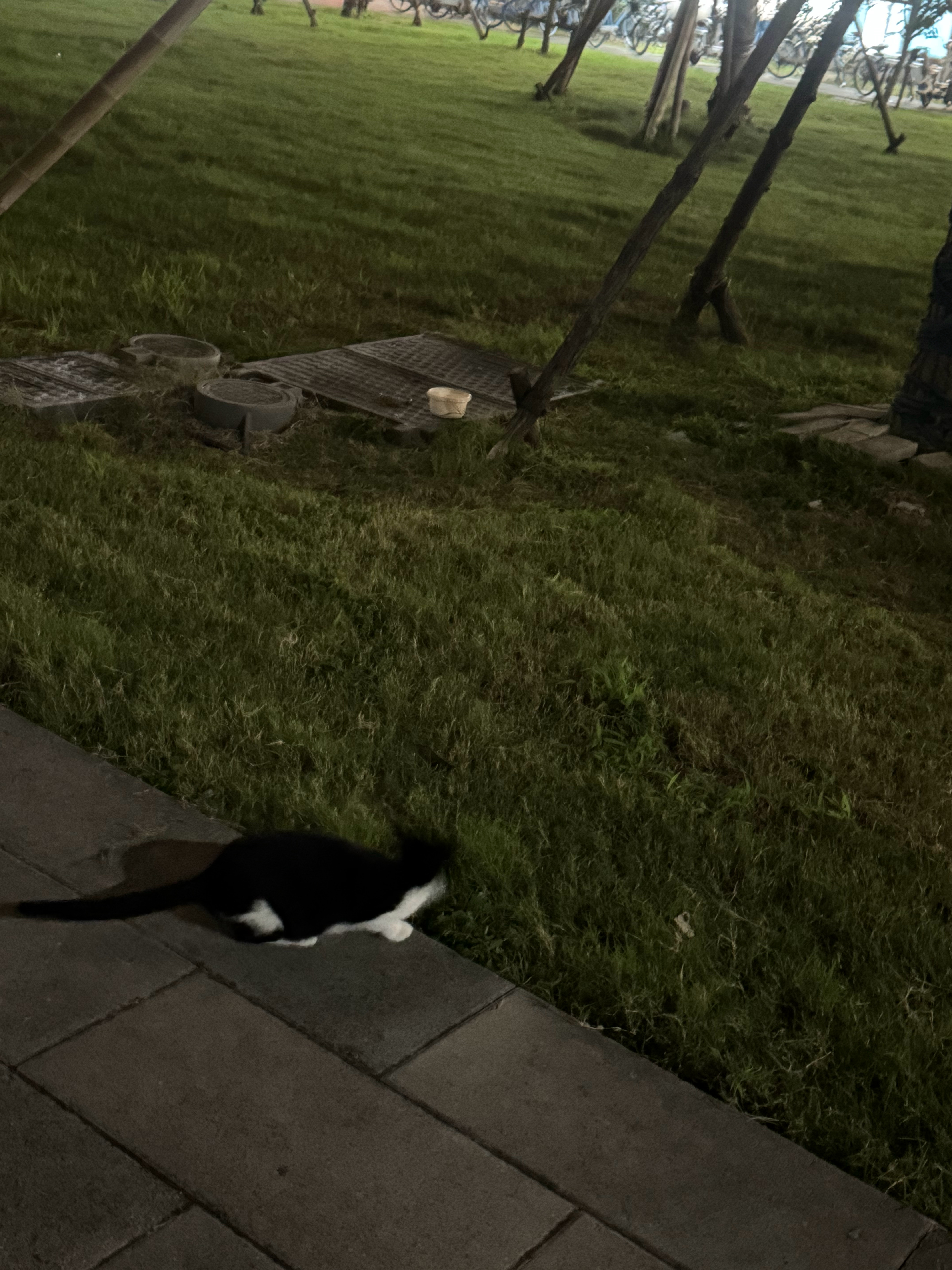 哦，小咪，小猫咪毛有所闻 ​​​