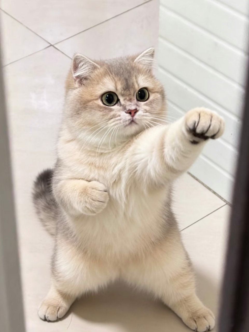 呵哈，呵哈，明天见 