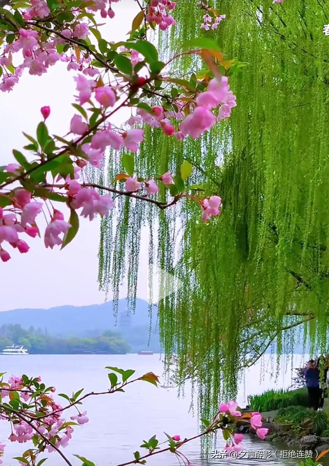 梅柳吟·春续
 
晓岸轻烟拂翠柔，
梅香未尽柳丝悠。
莺啼浅陌春光好，
燕剪清波