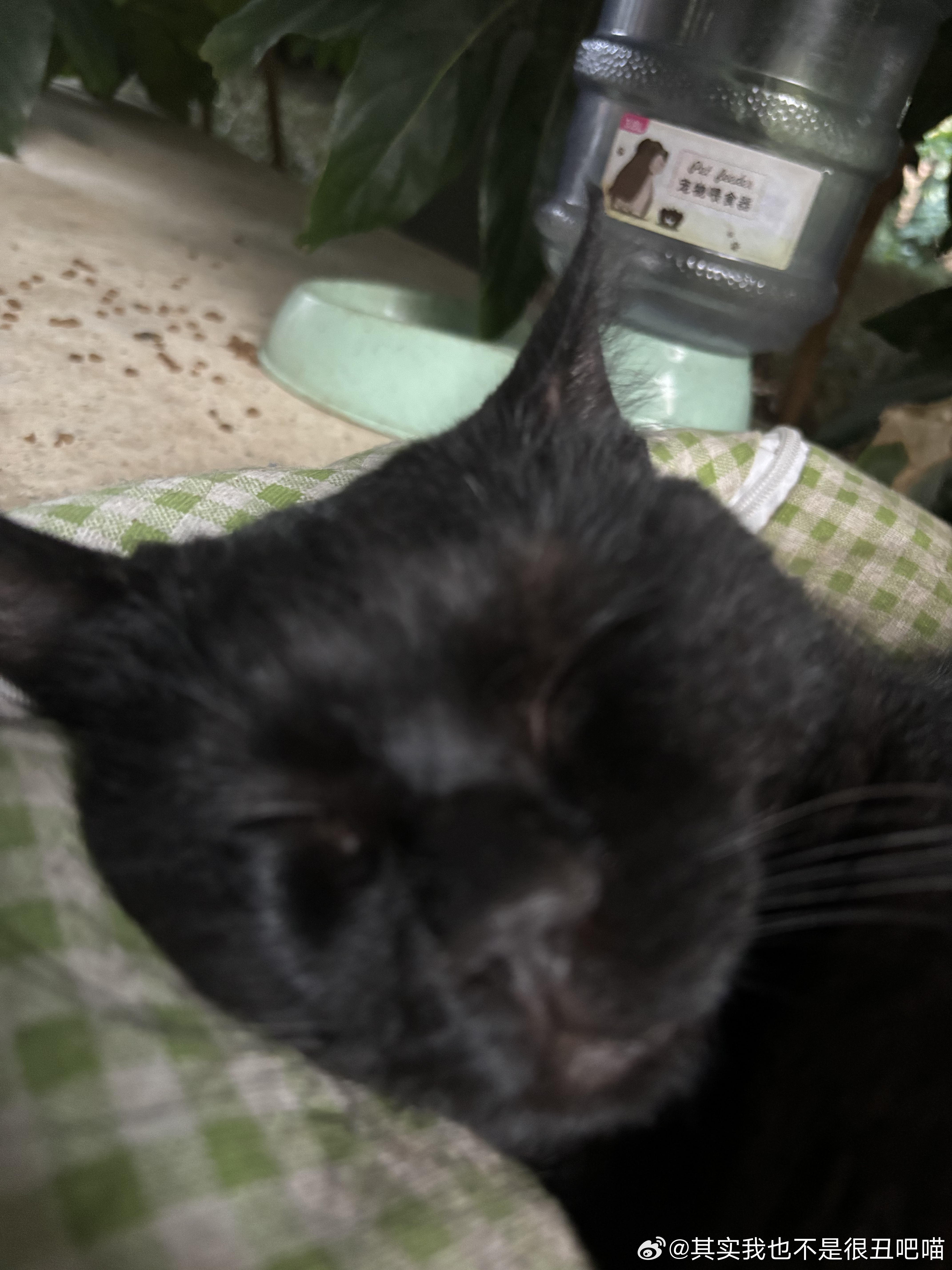 49792【丑猫】只是睡觉 