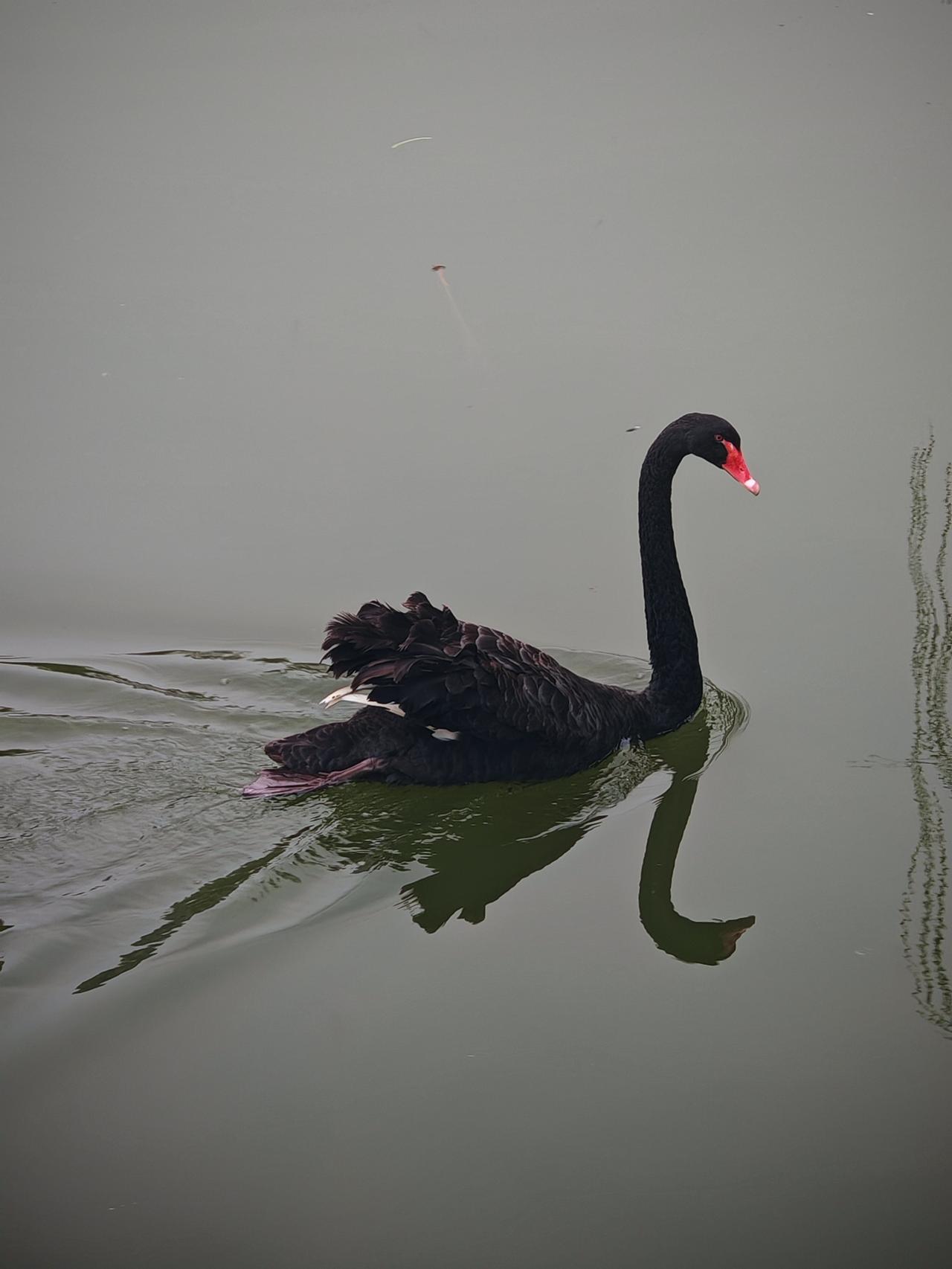 天鹅妈妈辛苦了