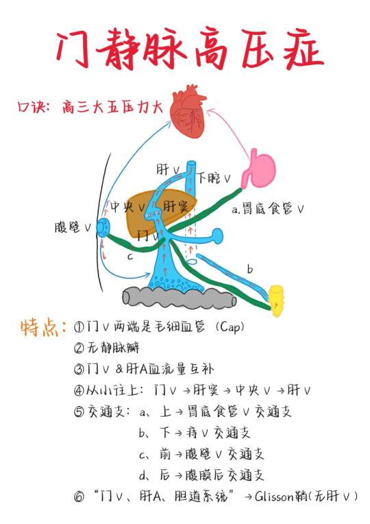 医学生笔记——门静脉高压症