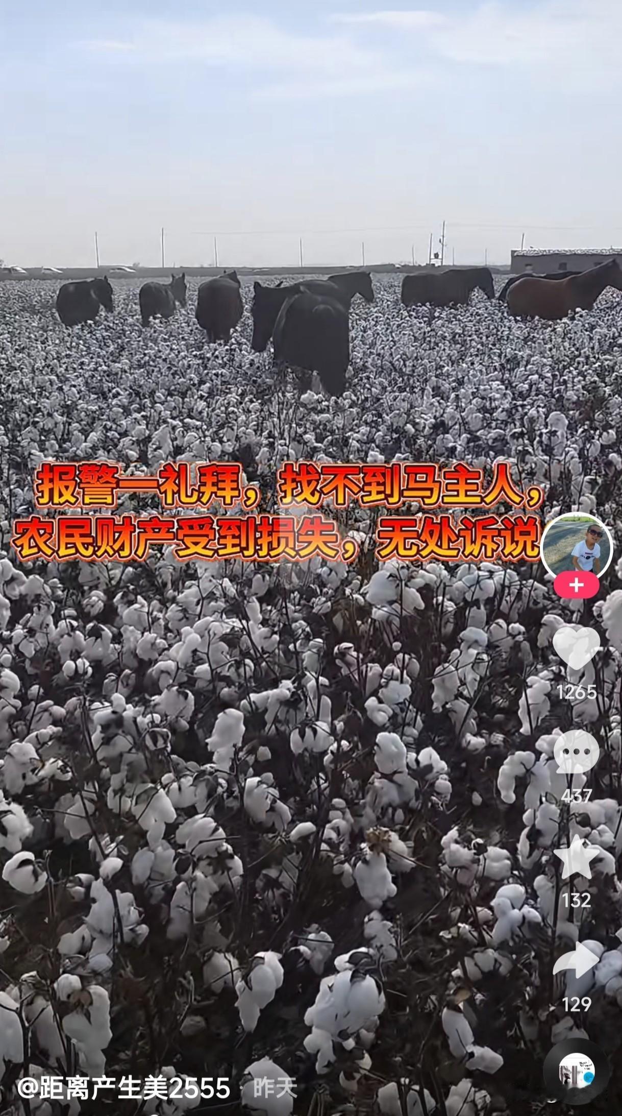 一群马跑进棉花地，居然找不到马主人，正是棉花丰收的季节，这棉农受到的财产损失到底