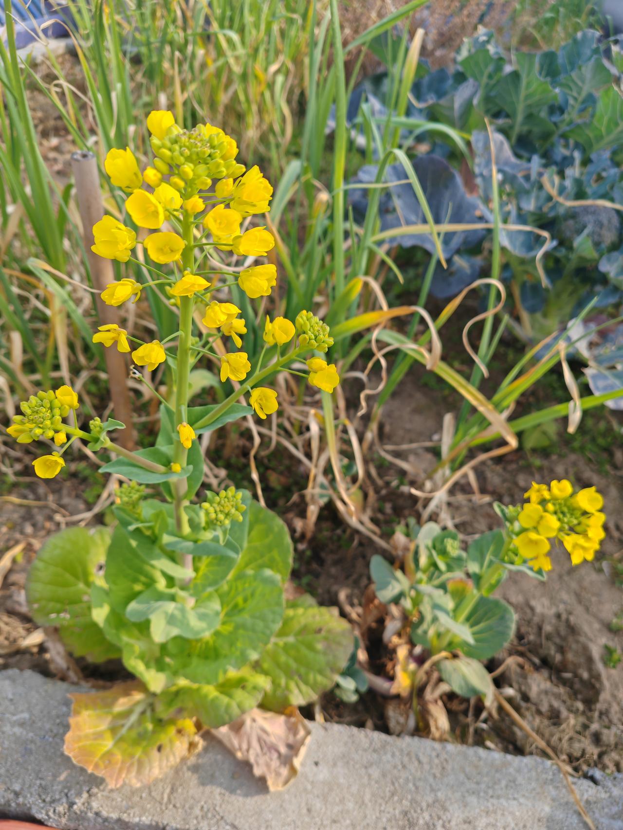 这里春来早！我家的油菜花都灿烂地盛开了。