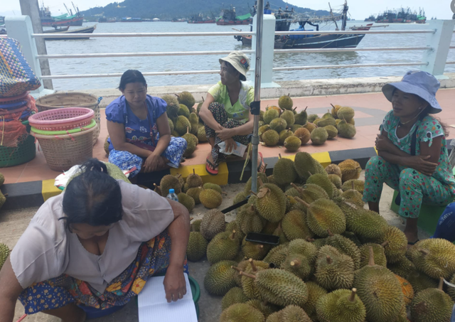 海口|泰国对缅甸产榴莲种子需求量大，缅甸丹老群岛的榴莲种子价格上涨