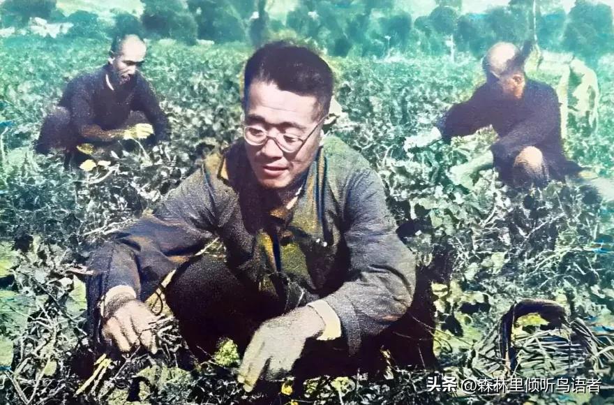 晚年旅居海外的李宗仁，在个人回忆录中，对国民党军队体系内两位核心嫡系将领，留下了