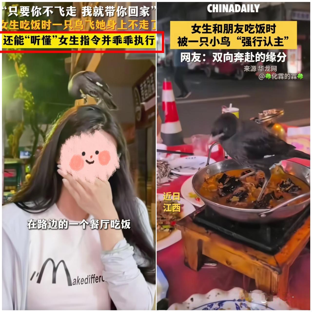 缘分真的很奇妙！

小鸟千里识人，认准温柔女子直接赖上？
 
不得不信世间真的有