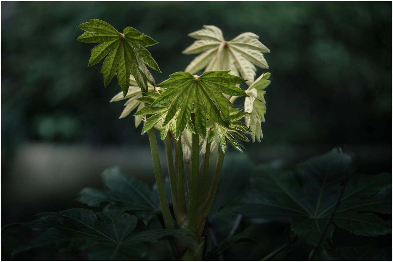 分享随拍绿植