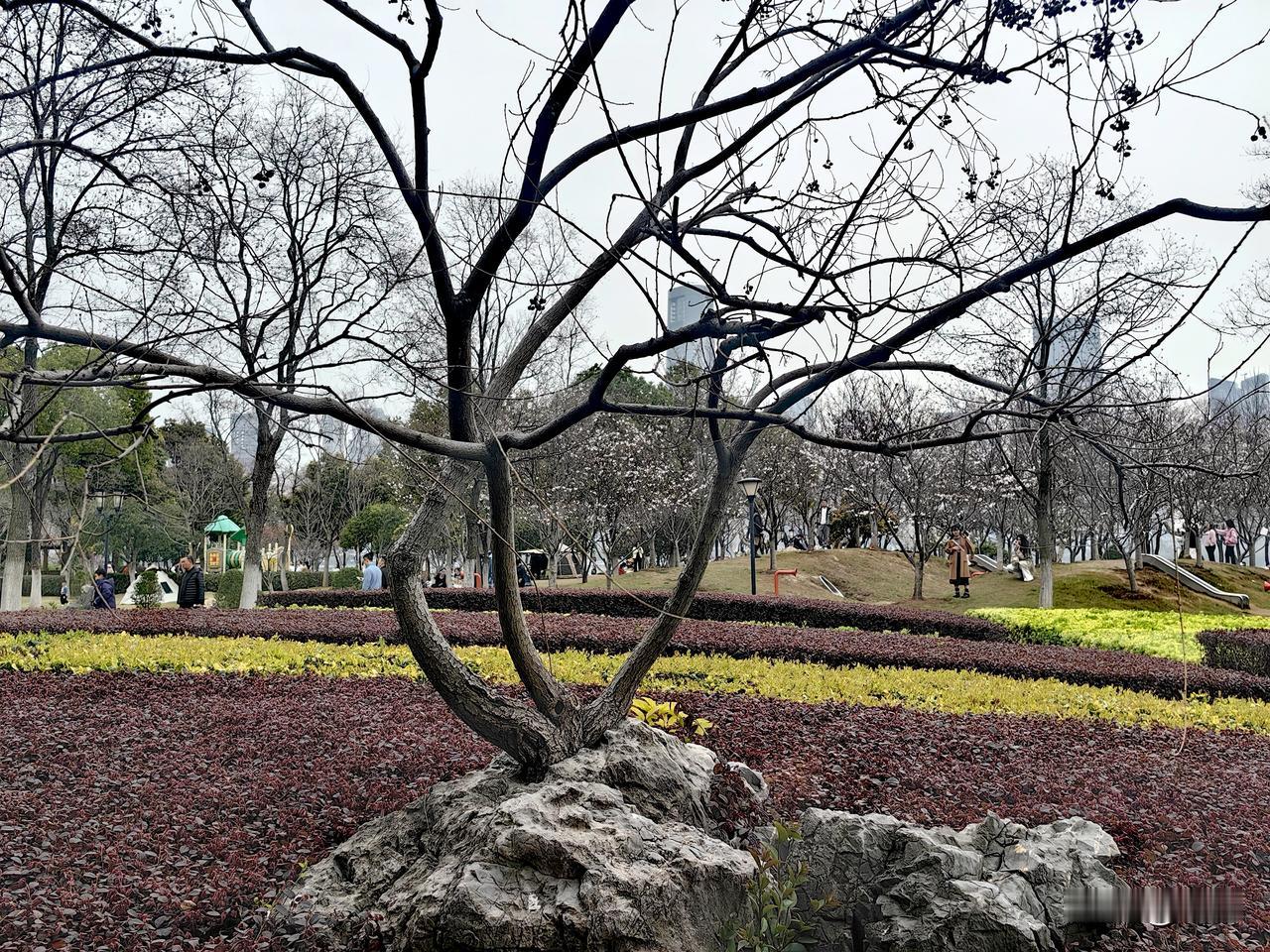 每次在沙湖公园散步经过这里，都感觉有点好奇，总忍不住驻足打量。石头里这棵乌桕树不