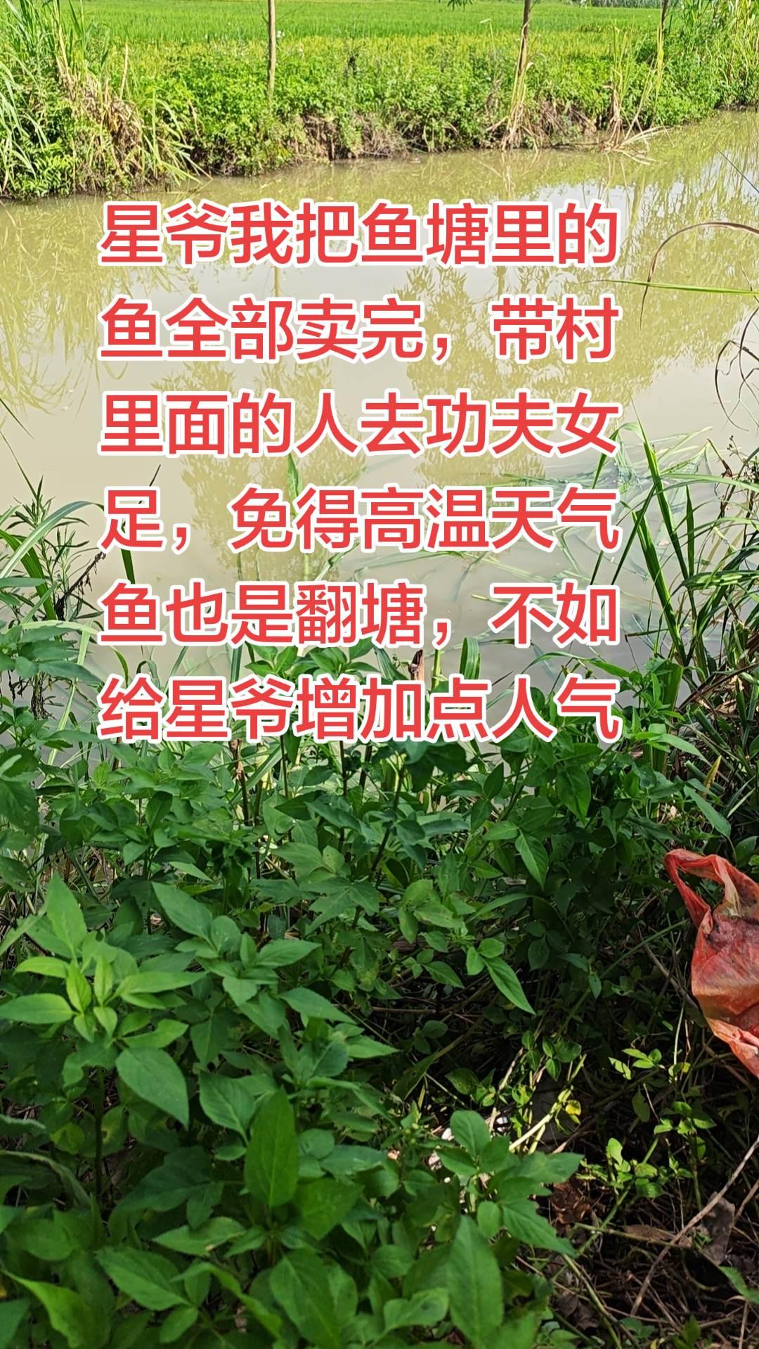 看看你们觉得我这样做对不对？功夫女足 周星驰 养鱼日记 养鱼