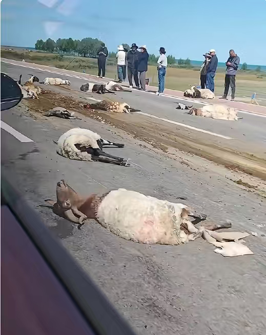 撞羊赔偿84800元交警判定司机全责有理有据，道路行车本身就要求时刻观察路况、谨