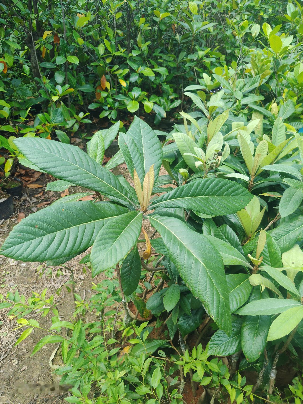 郁郁葱葱的绿叶植物，无疑是大自然慷慨赠予的礼物。
清晨，阳光穿透层层叠叠的绿叶，