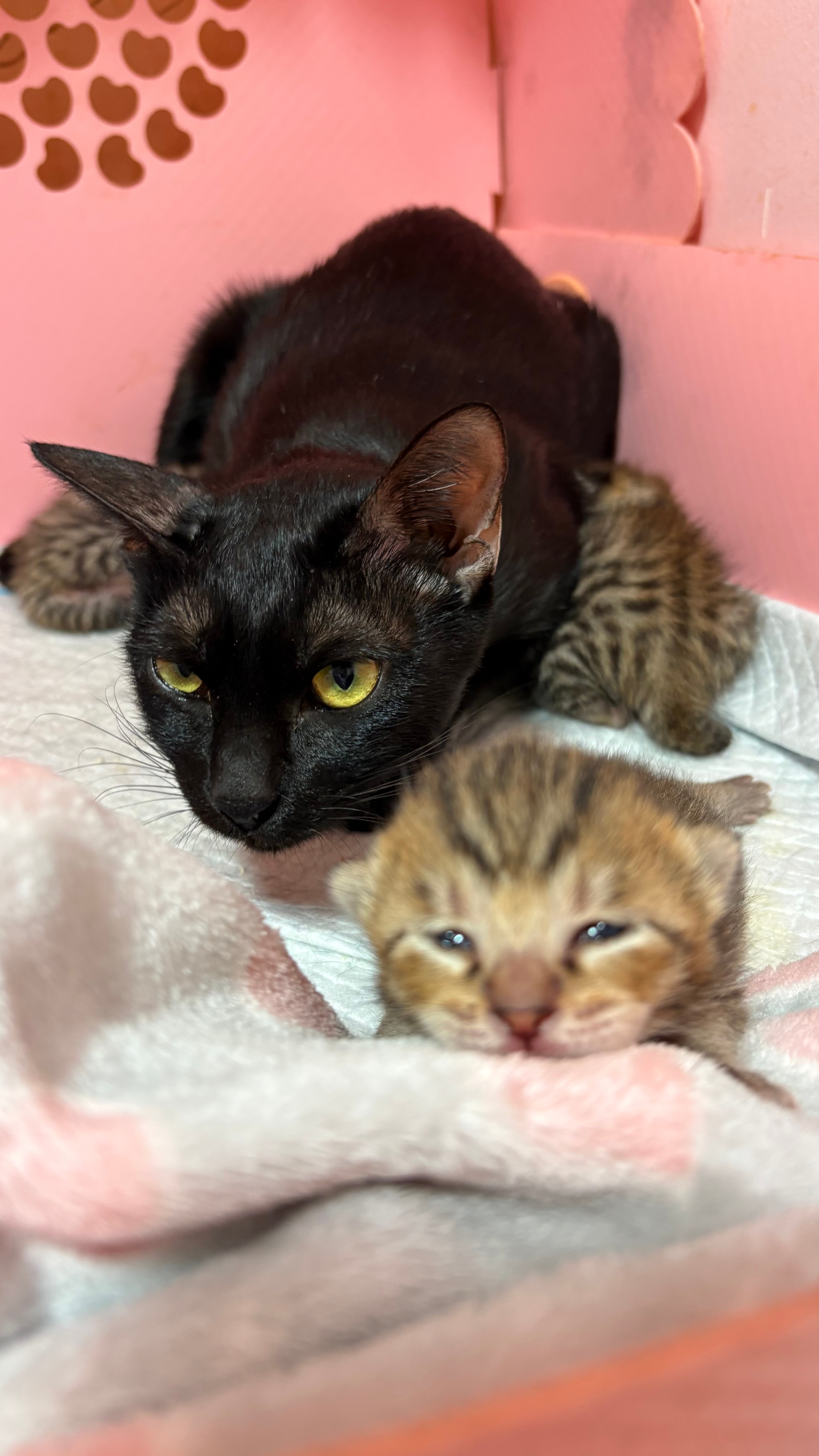 残疾的流浪猫妈妈。。。把孩子也照顾的超好。。仔6天就开眼了。。领养流浪猫 深圳