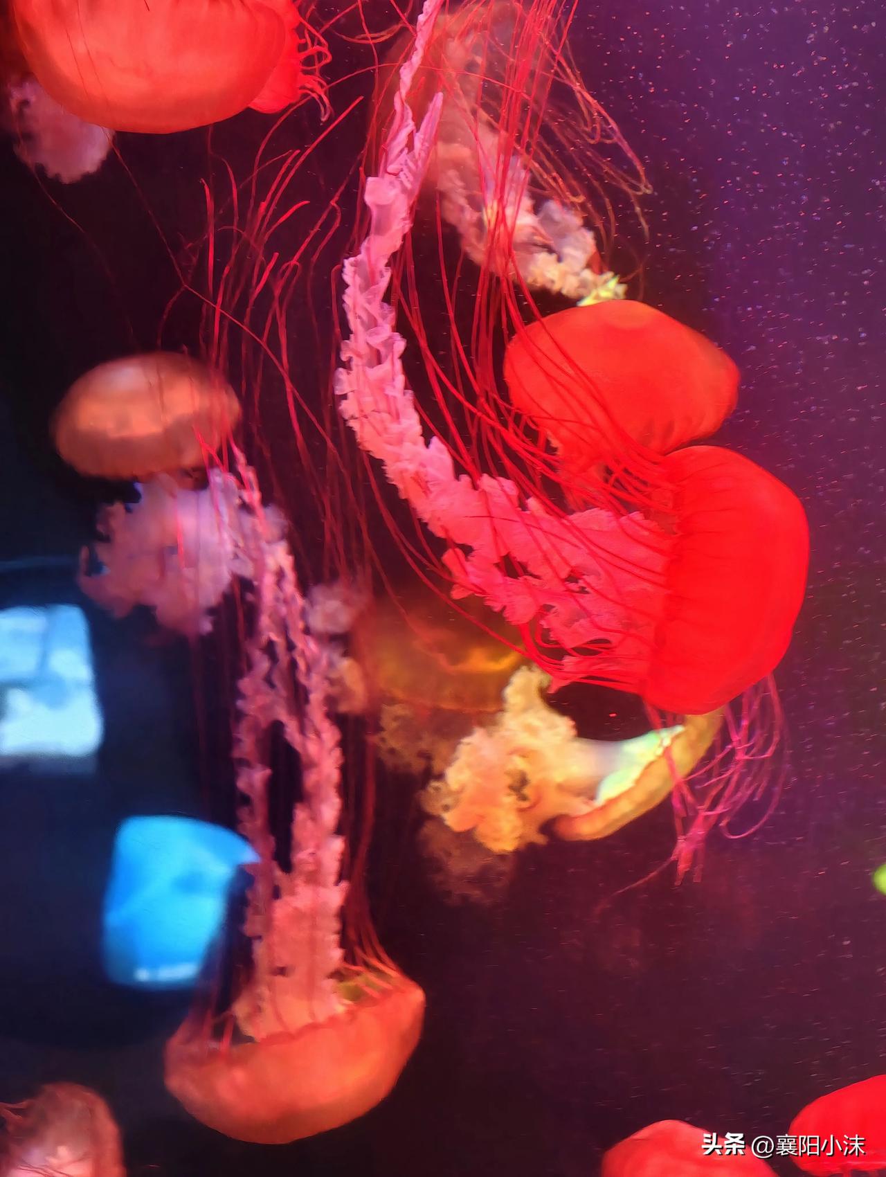 不用去海边！襄阳遛娃天花板，娃玩到不想走

文/襄阳小沫
 
最近总愁周末带娃不