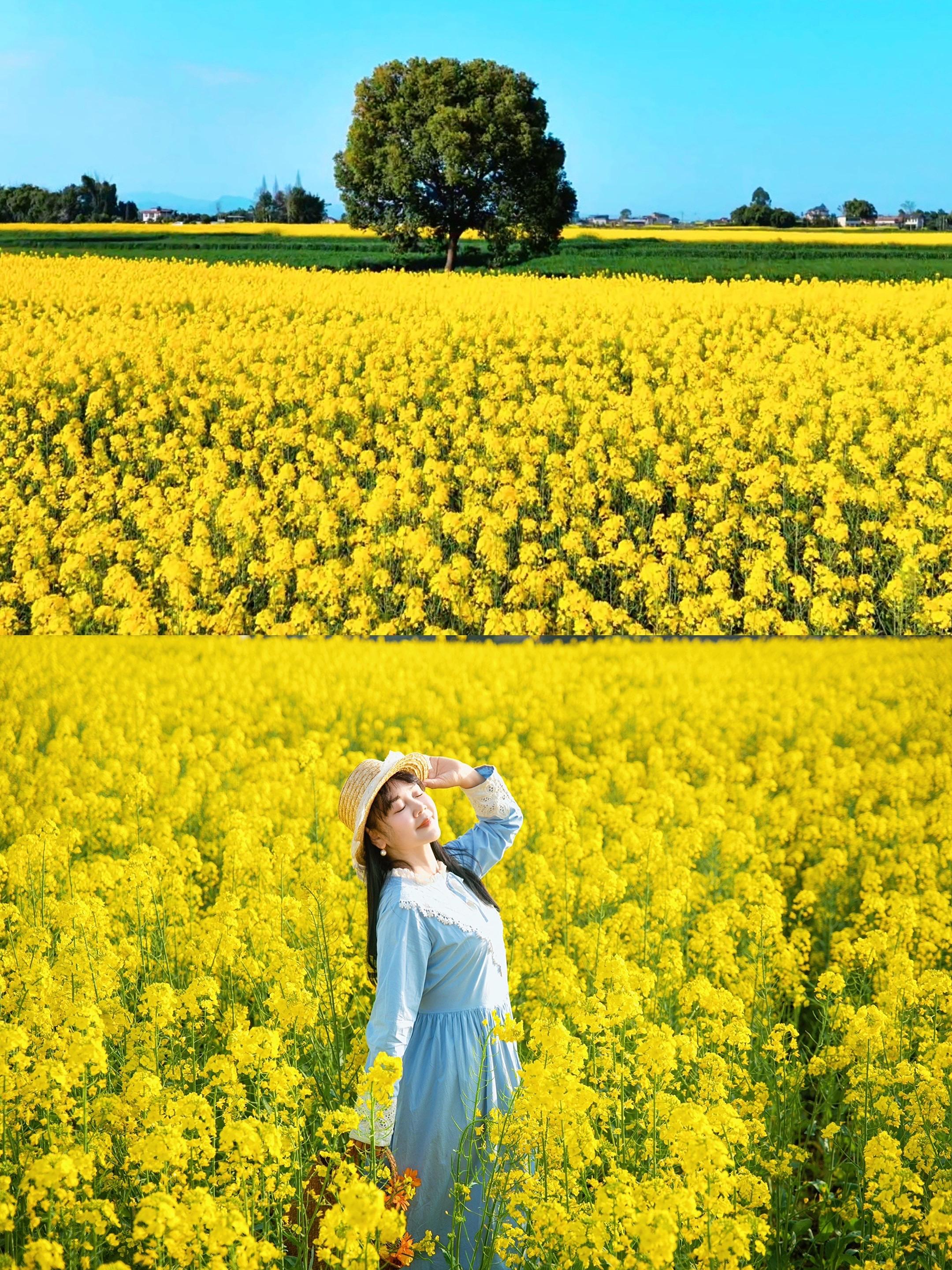 乐山汪家村｜油菜花和麦田写着春天的诗🍃。在乡间感受风和自由～