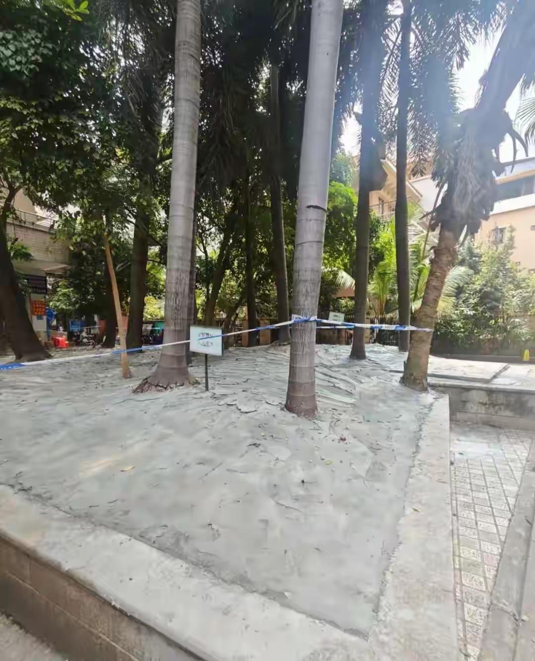 广州一人行道树池泥土表面被水泥封死，网友：“封这么死，植物怎么活？”街道办事处：