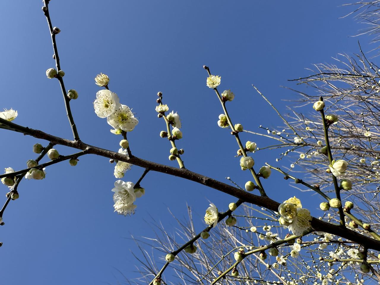 红梅、白梅、粉梅、青梅、腊梅······梅梅绽放，美到家门口的春天！
初四探梅园