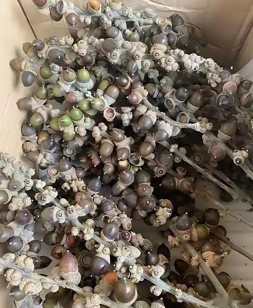 这是什么，可有知道的？ 