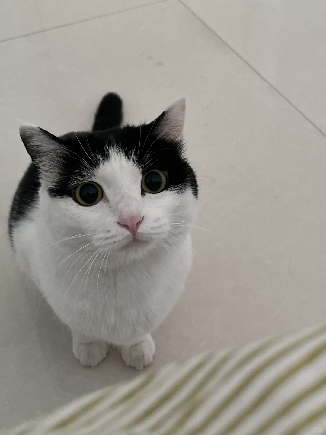 小猫摆出攻击姿态试图把人类萌倒