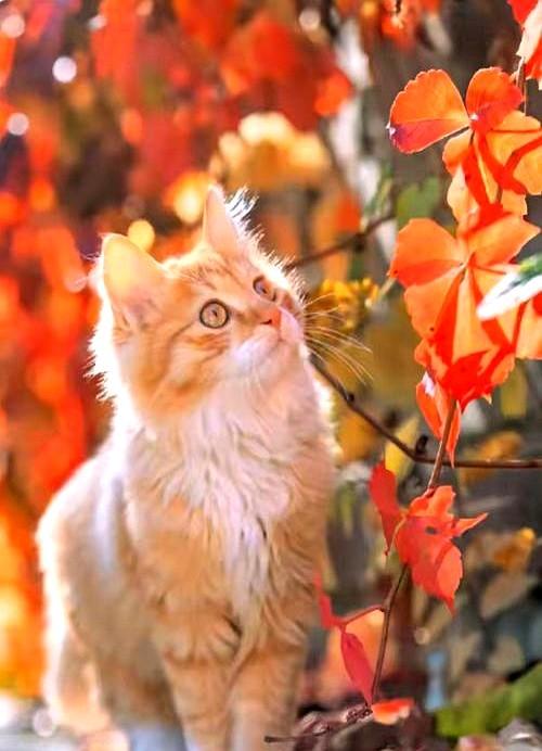 刷到这篇“女人示好四信号”，评论区瞬间炸开锅，点赞最高的那条说“抄作业拿去追妹”