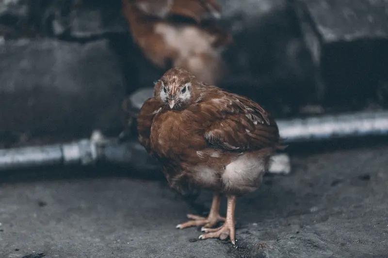 像肉鸡料，0 - 3周龄蛋白质含量23%，3 - 6周龄20%，6 - 8周龄1