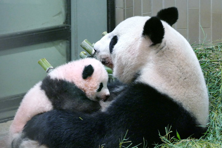 从日本归国的大熊猫吸引了大量日本游客专程前往四川探望。在成都和雅安的基地，游客们