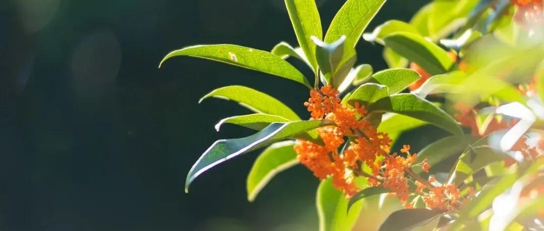 丹桂飘香，丹桂是桂花中最香的，金桂、银桂香不过它。丹桂也是颜值最高的桂花！是不是