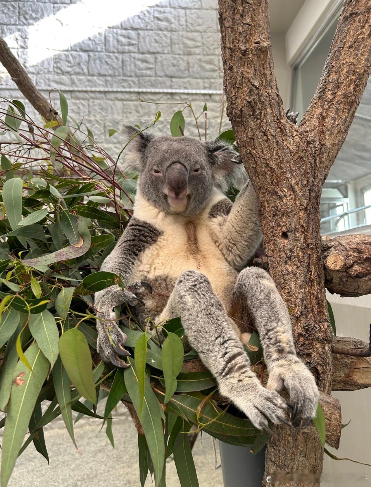什么😧，考拉不是五短身材（恶心倒是还好，有点震撼是真的 