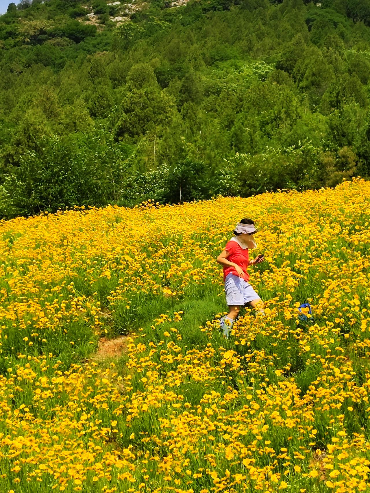 偶遇一片花海！今天上午九点多，我和老头去佛慧山南门风景区遛弯，在走到一半的时候，