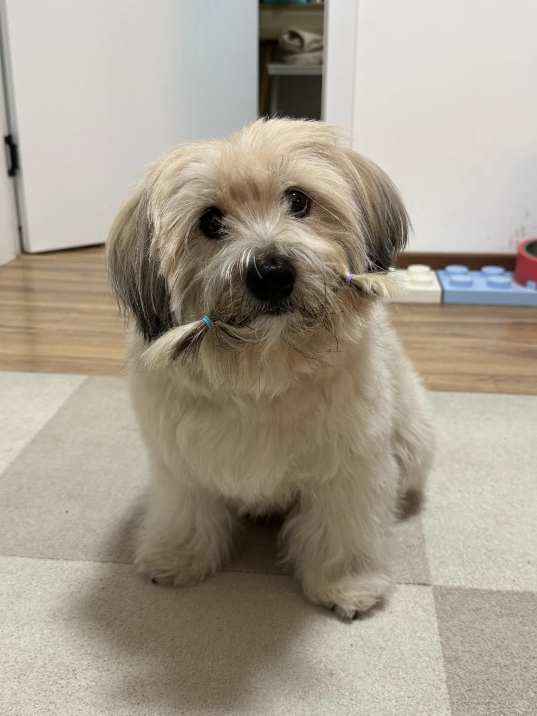 麻 这下你满意了？