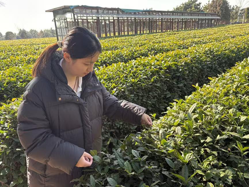 秦岭笑谈【走进云过山丘，探寻茶旅融合】曲阜师范大学感悟中的三下乡社会实践青春三下