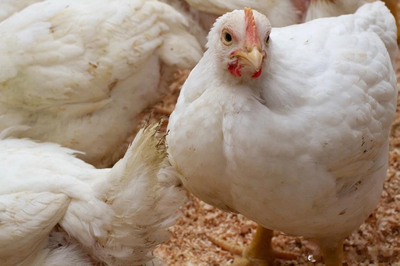 胖哥论坛[超话]闽大评20元一只的烤鸡为何这么便宜 超市里20元一只的烤鸡，为何