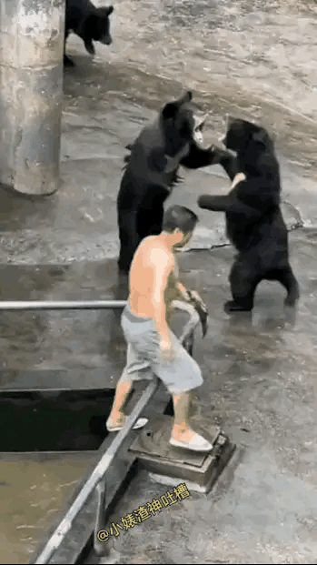 这里的黑熊真是够多的了，不管啥东西，一旦多了的时候，就容易发生冲突，这东西打起架