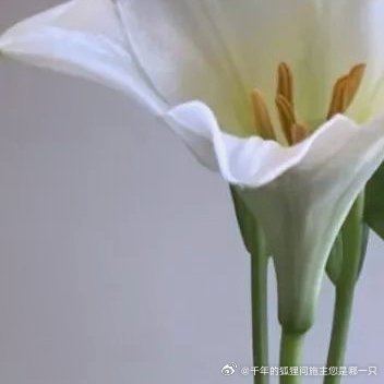 百合的种植方法一、将营养土倒入的花盆底部，高度约占花盆的二分之一。二、晾干后，将