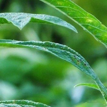 种植 🌽 许愿是晴天_ 种植芝麻的方法1.土地选高一点不积水的地方，土要疏松。