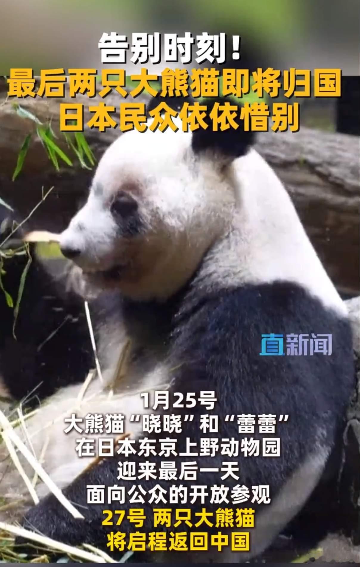 日本最后2只大熊猫今天回国大熊猫晓晓蕾蕾终于踏上了回家的路，咱妈想的真周到，赶在