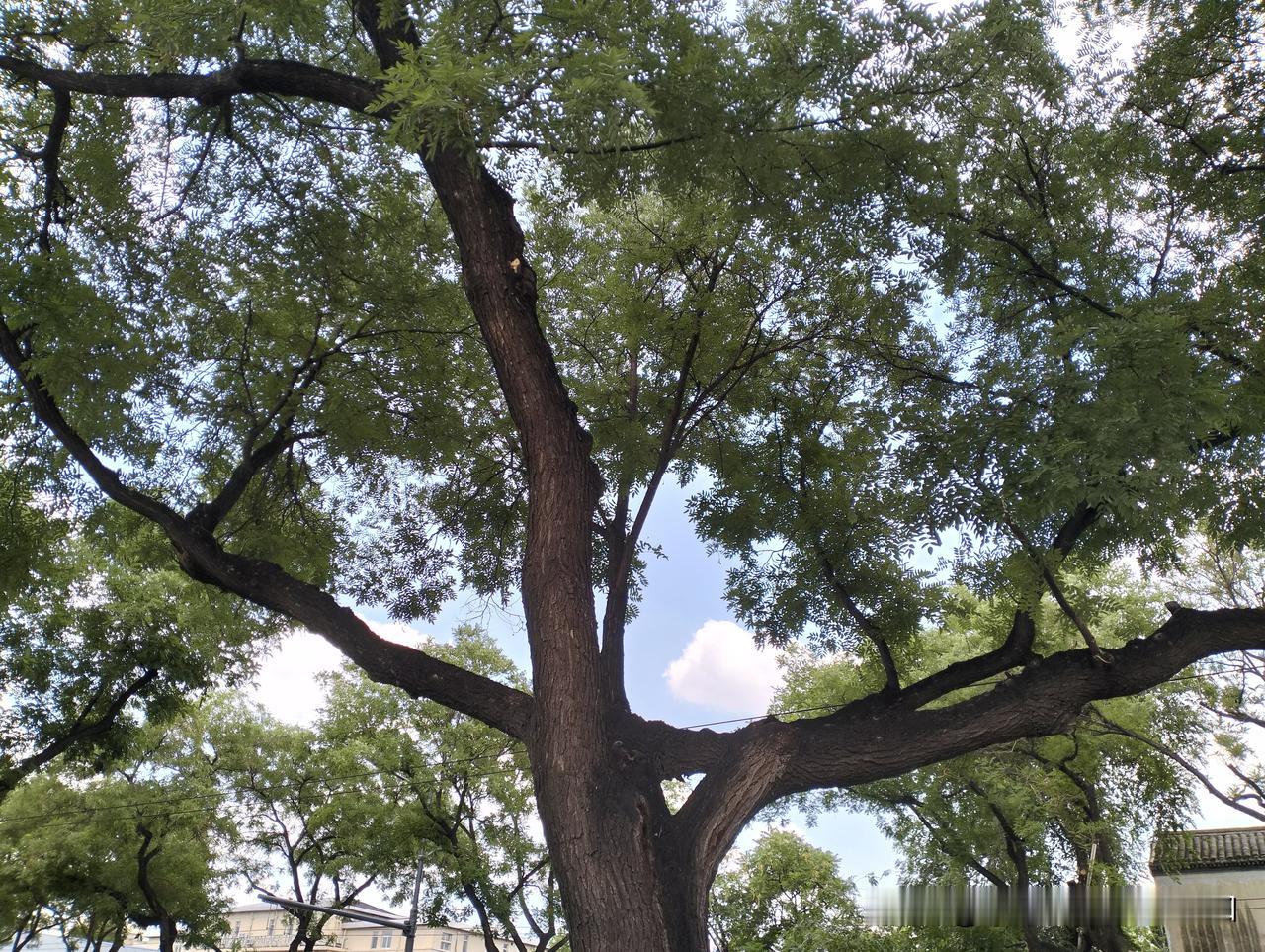 ，学生买到发绿腿不敢在群里问，因为这 僵尸鸭腿据称是果蔬汁腌制[白眼]
北大的学
