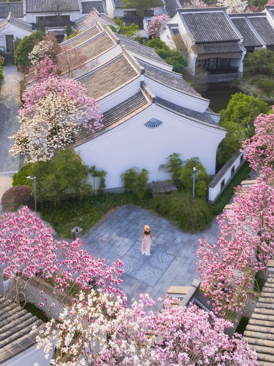 别去法喜寺⼈挤⼈了❗这⾥0元⽟兰花海根本没⼈