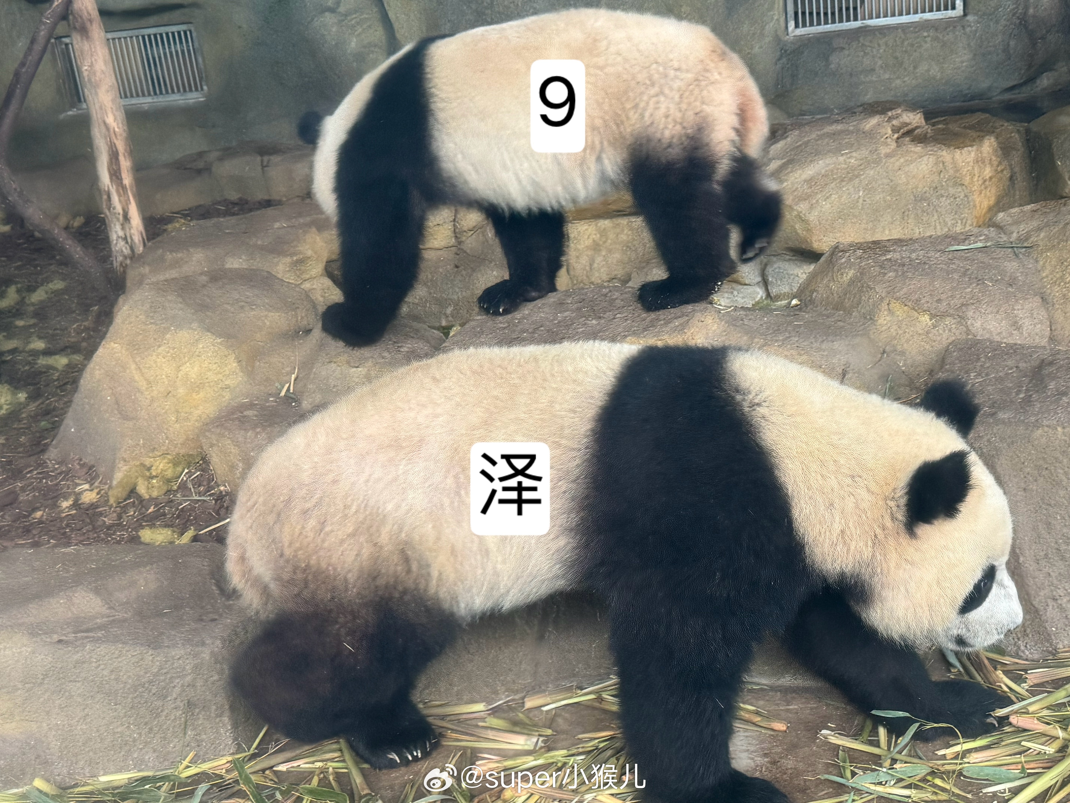 小泽猴：“不要造谣窝只有1米啰”大熊猫润泽润洋