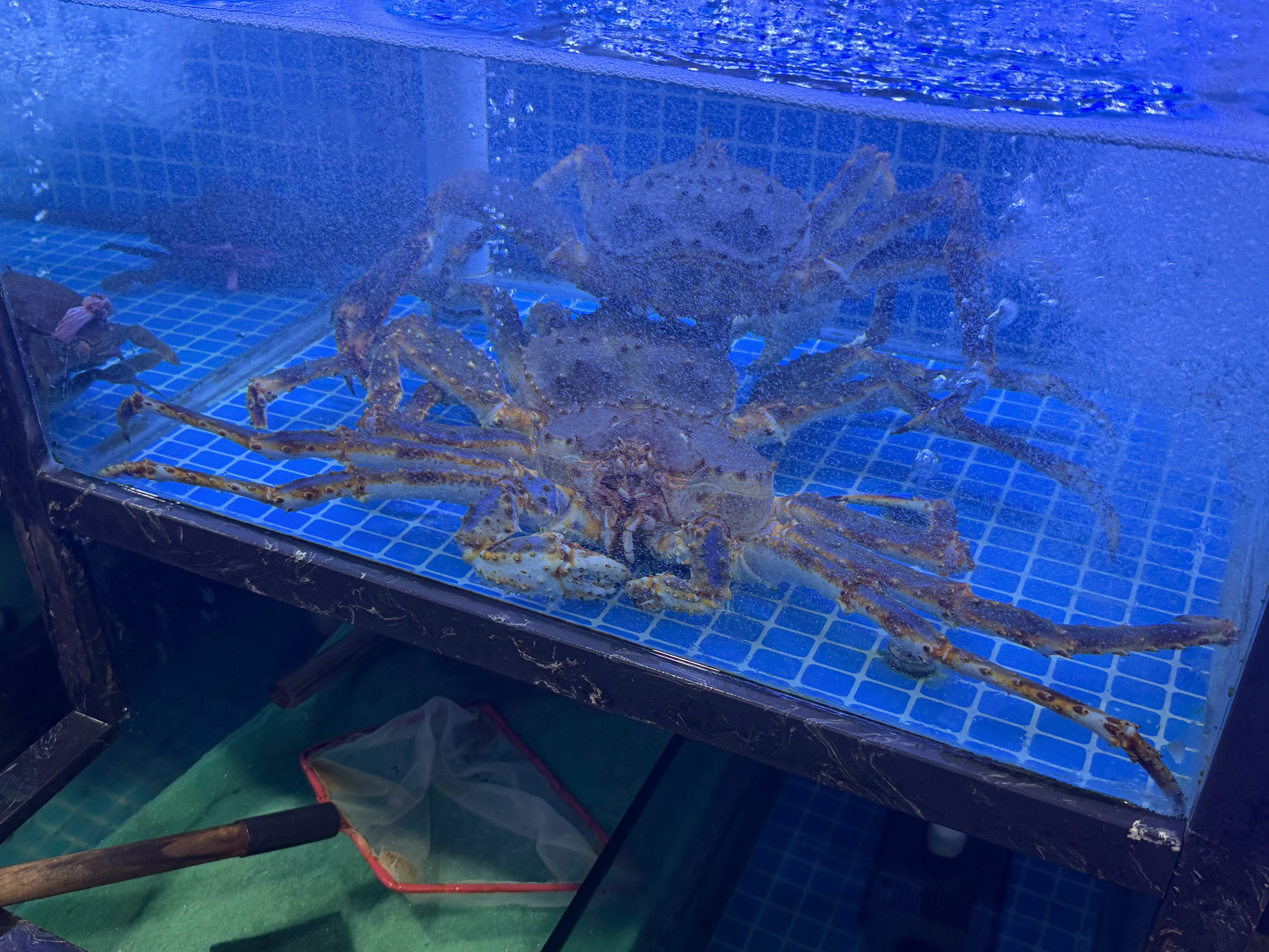 等下就把你吃掉